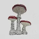 24562-2-1000x1000 (1).webp