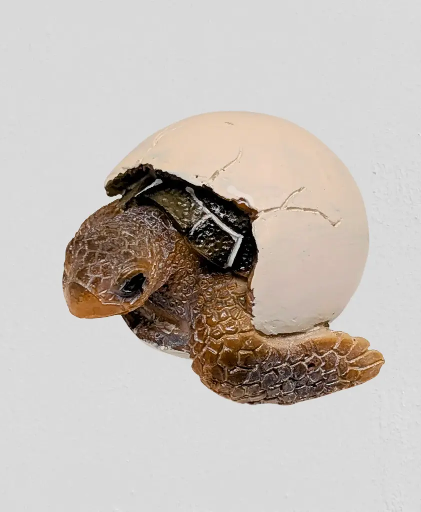 Baby Turtle Emerging From Egg