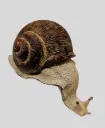 Snail Ledge - Large